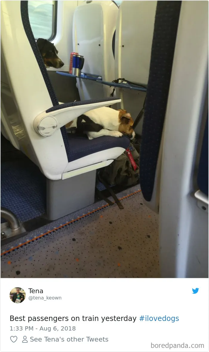 233 Funny Dog Tweets Every Dog Owner Should See ASAP