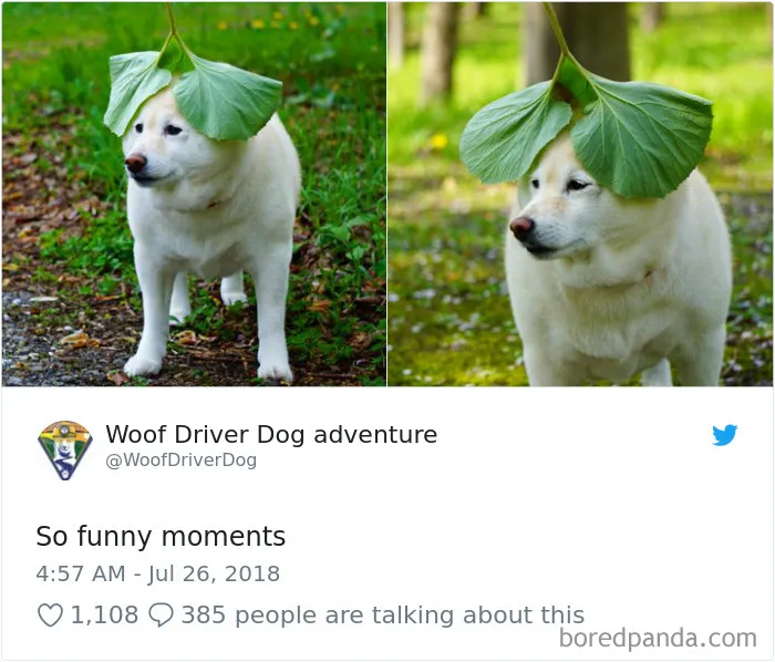 233 Funny Dog Tweets Every Dog Owner Should See ASAP