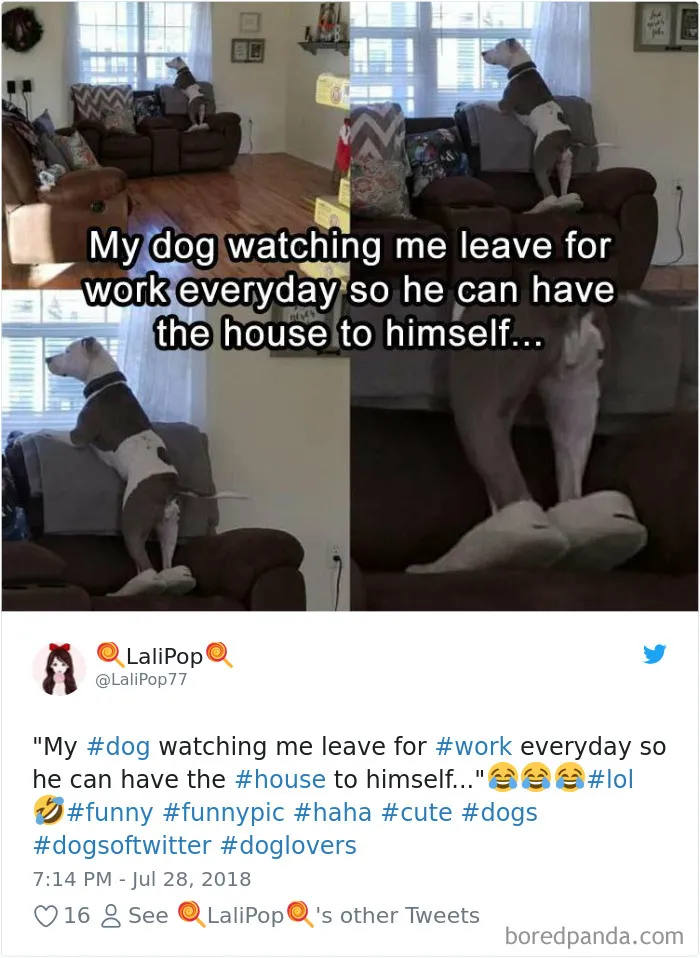 233 Funny Dog Tweets Every Dog Owner Should See ASAP