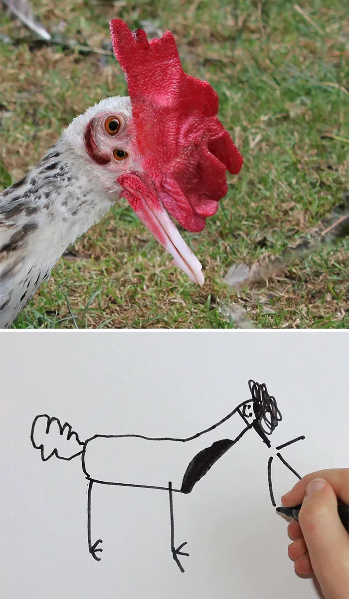 Rooster Drawing