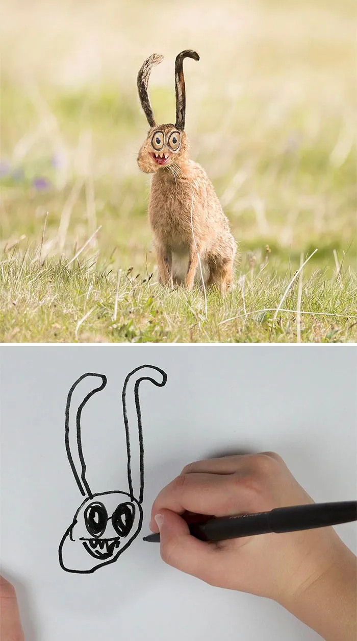 Hare In Meadow Drawing