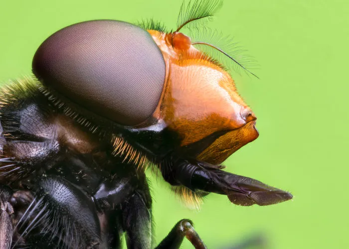 These Portraits Of Insects Will Make You Look At Them In A Whole New Light