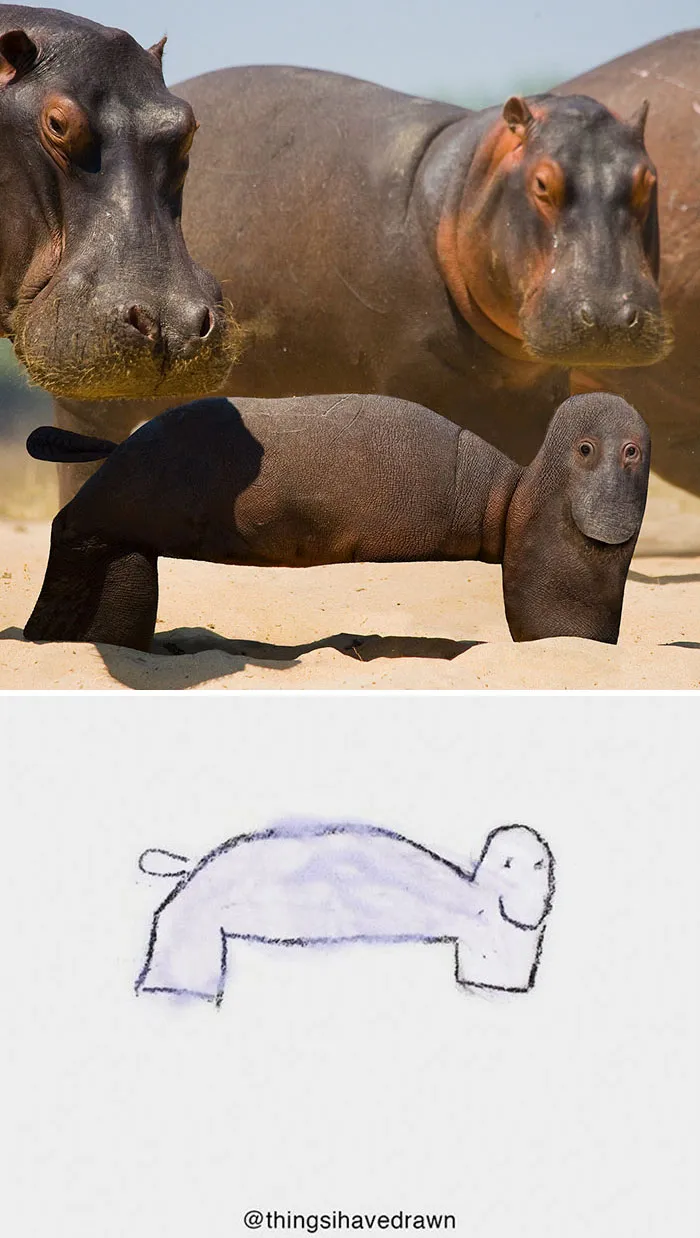 Hippo