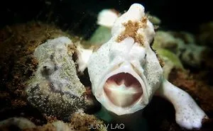 Huawei P20 Pro Goes Diving And Takes Underwater Photos Of The Tiny Ocean Wildlife