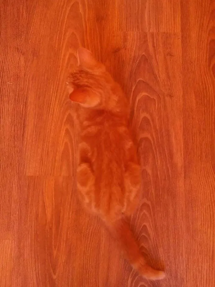 Anyone Seen My Cat? Ginger Tom, Missing Since The Weekend