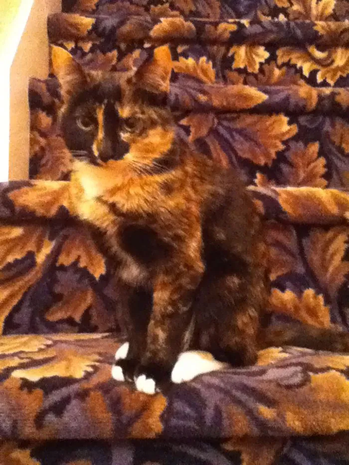 My Cat Has The Same Colors As The Carpet