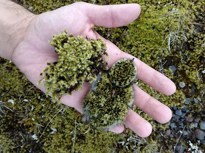A Hatchling's Camouflage