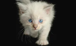 I Spent Months Photographing White And Siamese Kittens Available For Adoption