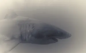 Great White Shark