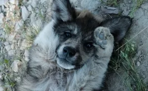 I Take Portraits Of Street Dogs And Here Is The Result