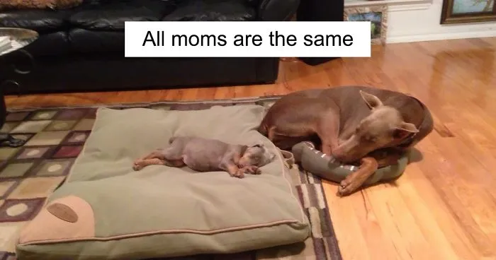 You Will Be Smiling Like An Idiot After Seeing These Wholesome Pictures