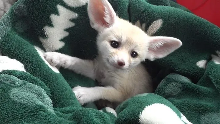 Try Not To Aww Watching Cute And Funny Animals