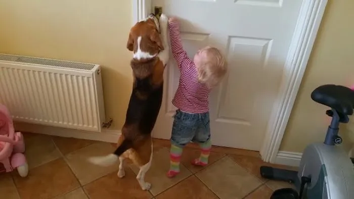 Dog Helps Baby Open The Kitchen Door