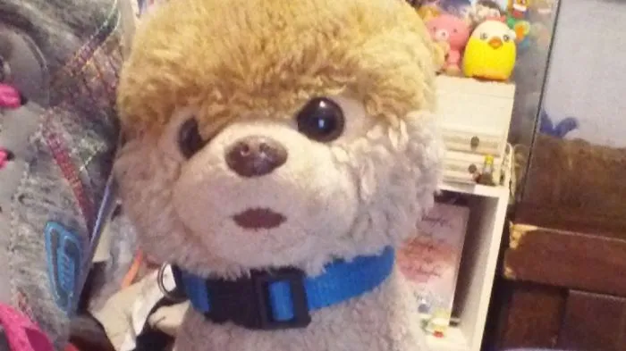 My Fave Stuffed Animal, Boo