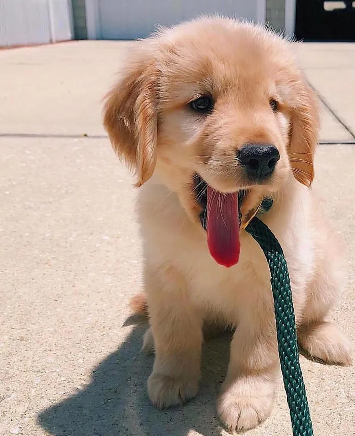 Cute puppy sitting with leash, tongue out on a sunny day.