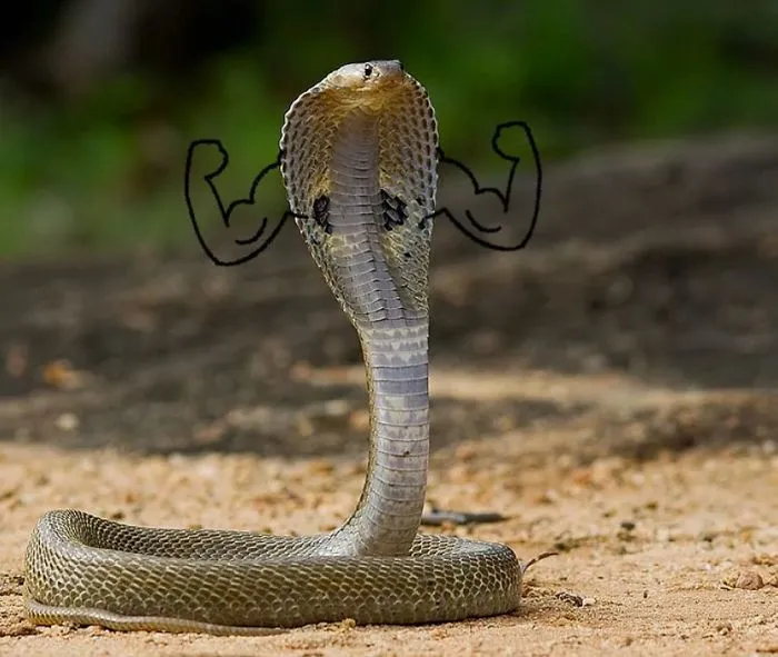 Come At Me Bro