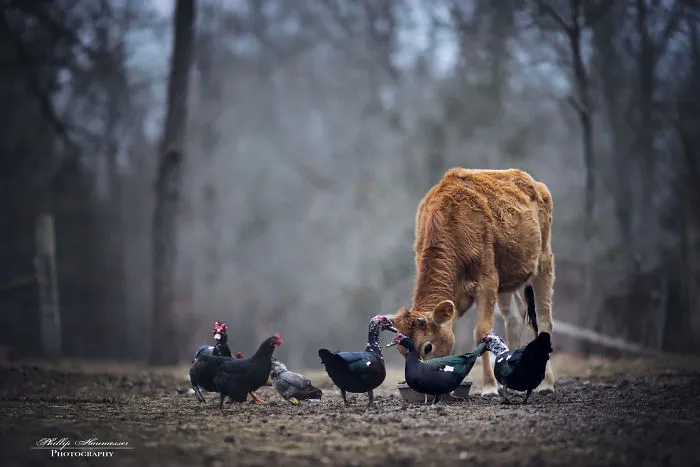 These Epic Photos Of Kids And Barnyard Animals Will Make You Wish You Grew Up On A Farm