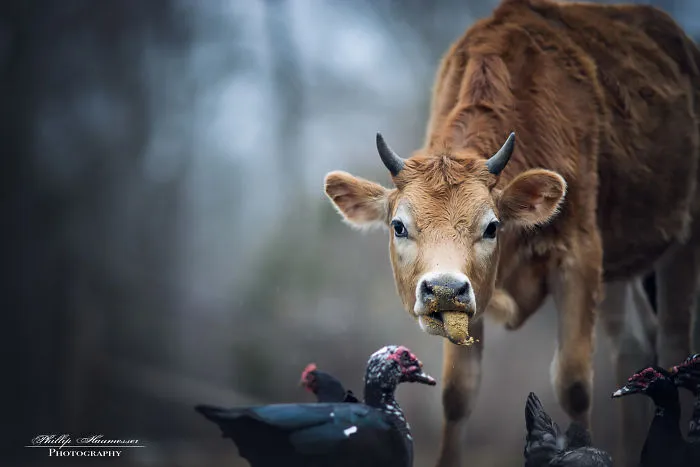These Epic Photos Of Kids And Barnyard Animals Will Make You Wish You Grew Up On A Farm