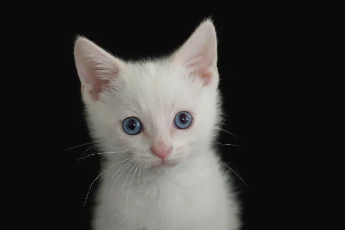 Milo