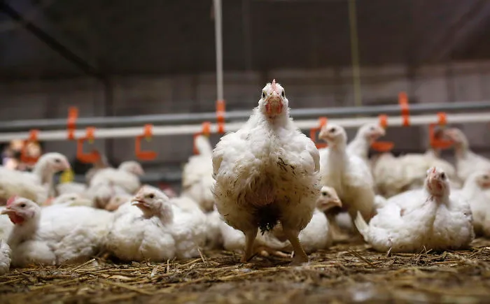 The Way This Man Captures The Individuality Of Farmed Animals Will Amaze You