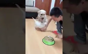 This Happens When You Stop Puppy From Eating In Front Of His Mom