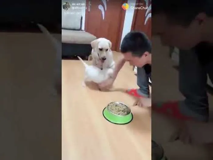 This Happens When You Stop Puppy From Eating In Front Of His Mom