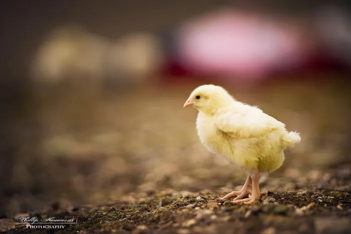 These Epic Photos Of Kids And Barnyard Animals Will Make You Wish You Grew Up On A Farm