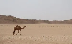This Woman Went To Yemen. And She Took Her Mom With Her!