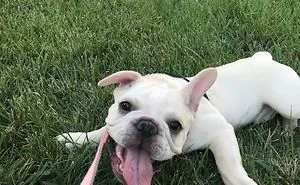 My French Bulldog, Paisley, Just Had 6 Puppies!!!  Part One