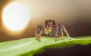 I Wake Up At The Crack Of Dawn To Photograph Insects And Spiders Waking Up With The Sunrise
