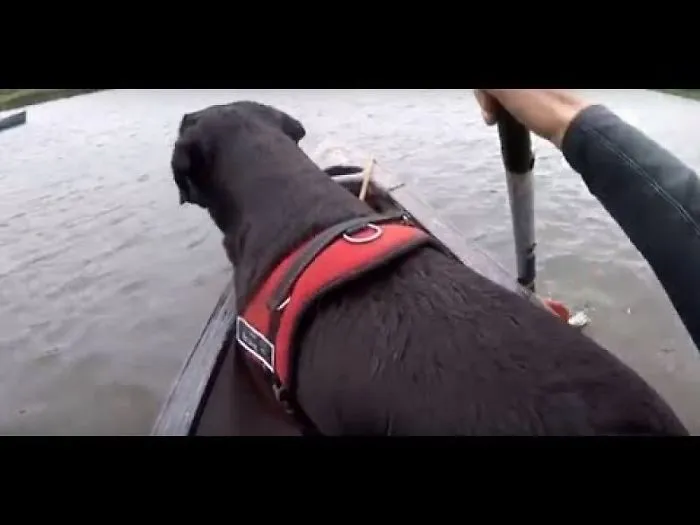 Canoeing On The River Teifi