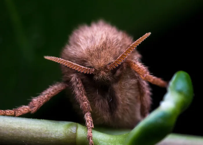 These Portraits Of Insects Will Make You Look At Them In A Whole New Light