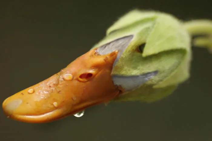 Photoshop Artists Combine Animals And Plants Into One Interesting Object