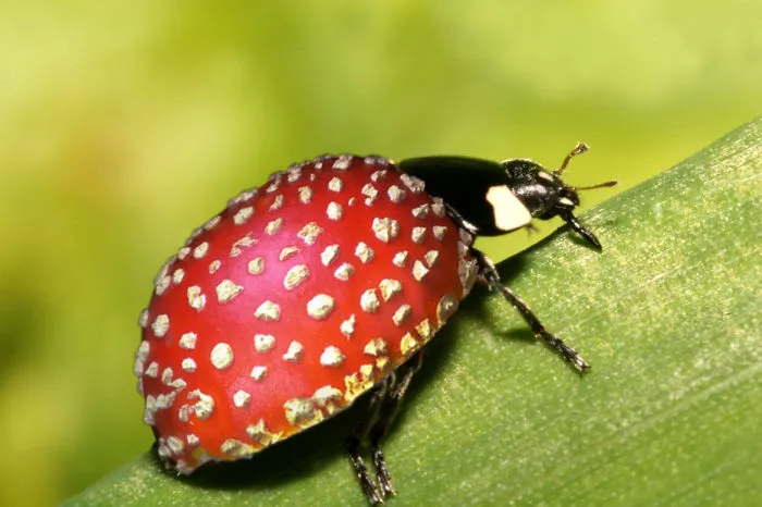 Photoshop Artists Combine Animals And Plants Into One Interesting Object