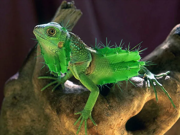 Photoshop Artists Combine Animals And Plants Into One Interesting Object