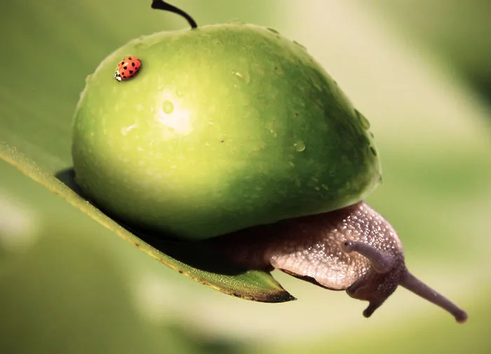 Photoshop Artists Combine Animals And Plants Into One Interesting Object