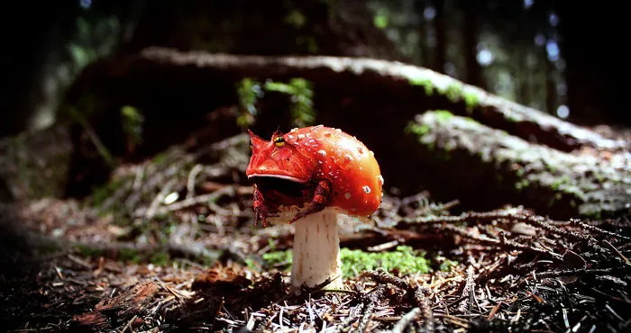 Photoshop Artists Combine Animals And Plants Into One Interesting Object