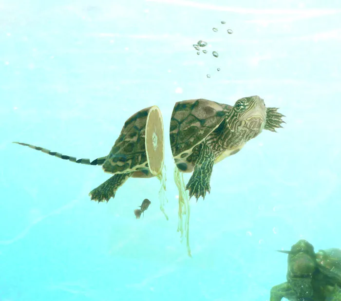 Photoshop Artists Combine Animals And Plants Into One Interesting Object