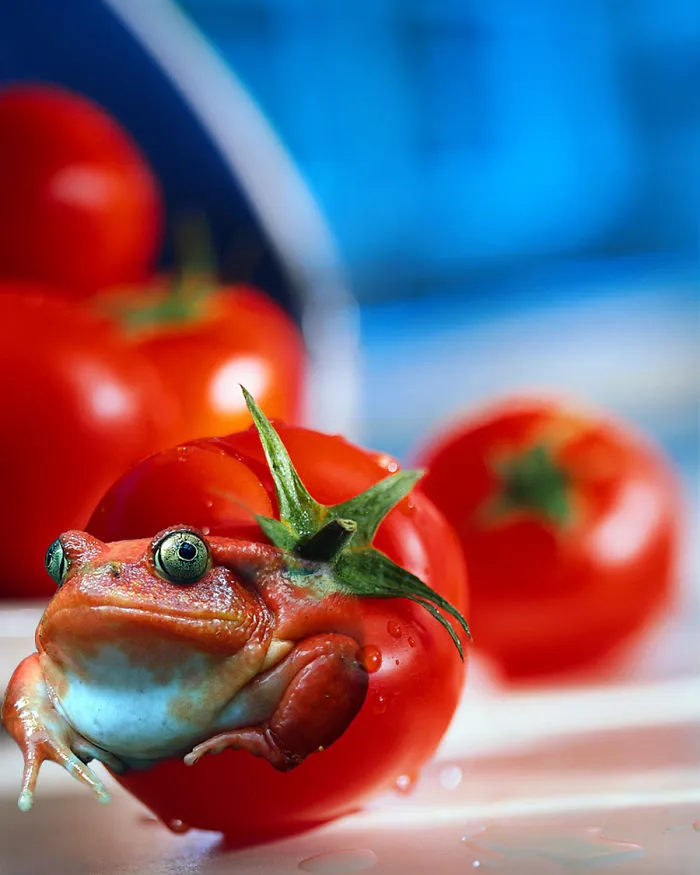 Photoshop Artists Combine Animals And Plants Into One Interesting Object