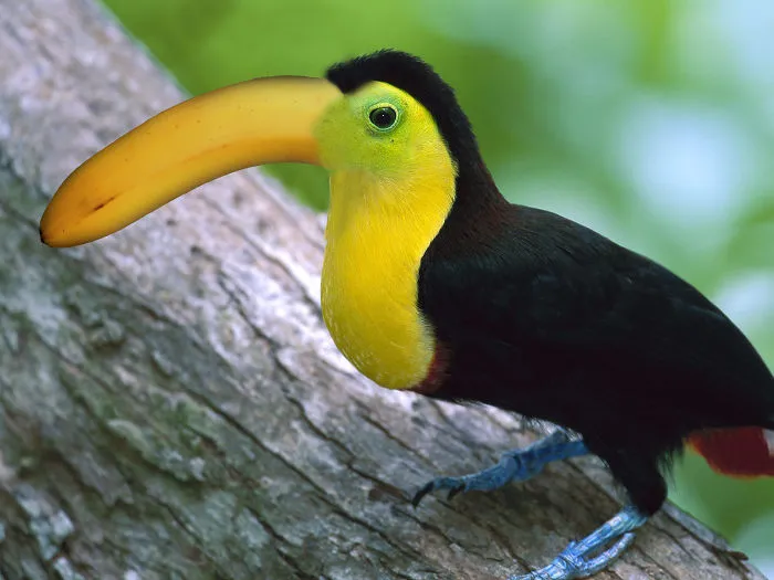 Photoshop Artists Combine Animals And Plants Into One Interesting Object