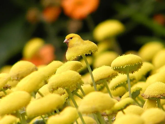 Photoshop Artists Combine Animals And Plants Into One Interesting Object