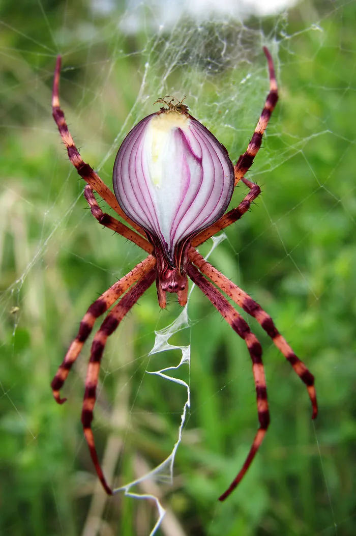 Photoshop Artists Combine Animals And Plants Into One Interesting Object