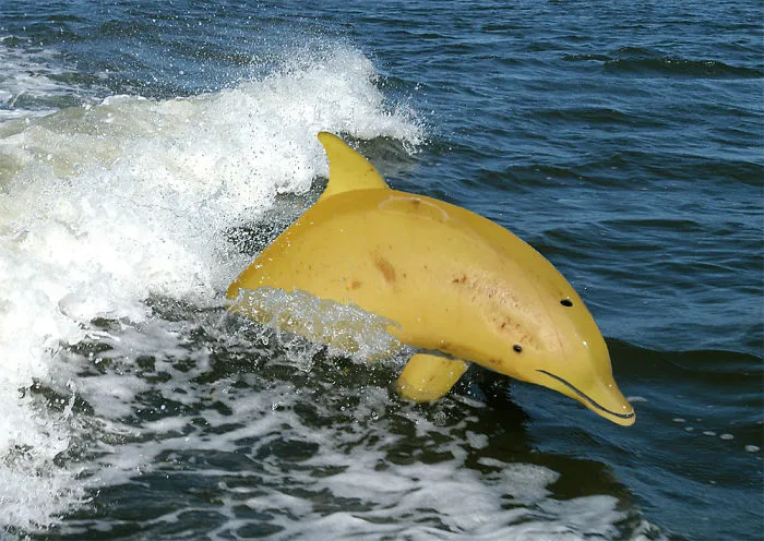 Photoshop Artists Combine Animals And Plants Into One Interesting Object