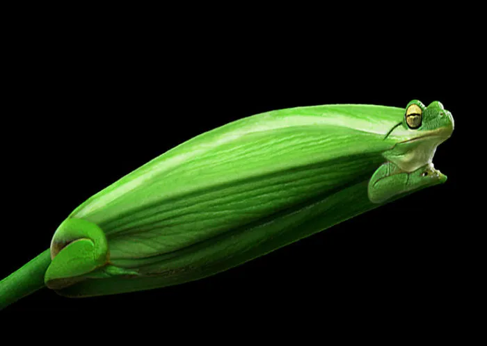 Photoshop Artists Combine Animals And Plants Into One Interesting Object