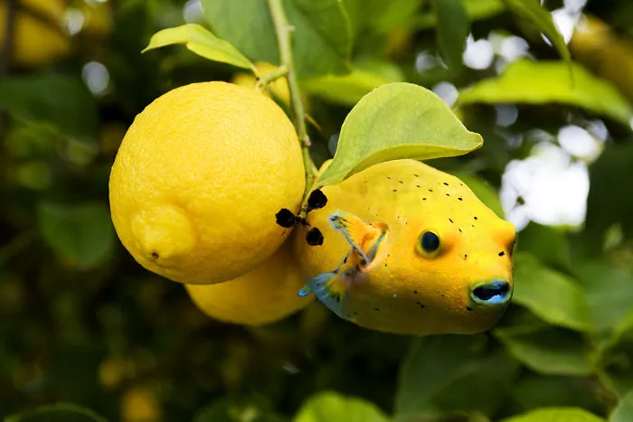 Photoshop Artists Combine Animals And Plants Into One Interesting Object