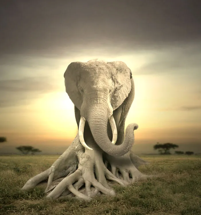 Photoshop Artists Combine Animals And Plants Into One Interesting Object