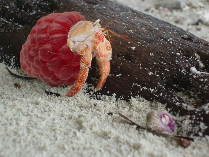 Photoshop Artists Combine Animals And Plants Into One Interesting Object