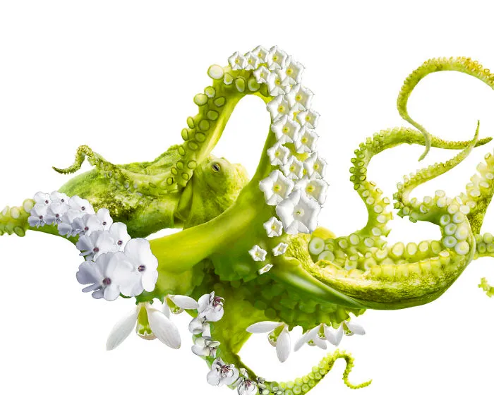 Photoshop Artists Combine Animals And Plants Into One Interesting Object