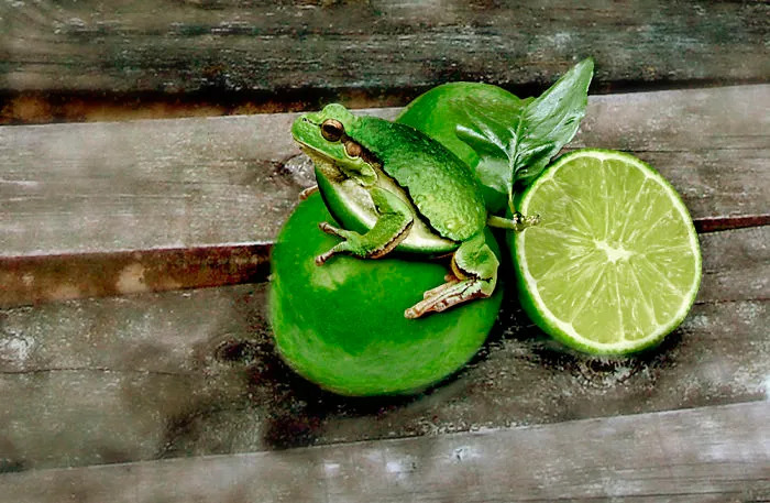Photoshop Artists Combine Animals And Plants Into One Interesting Object