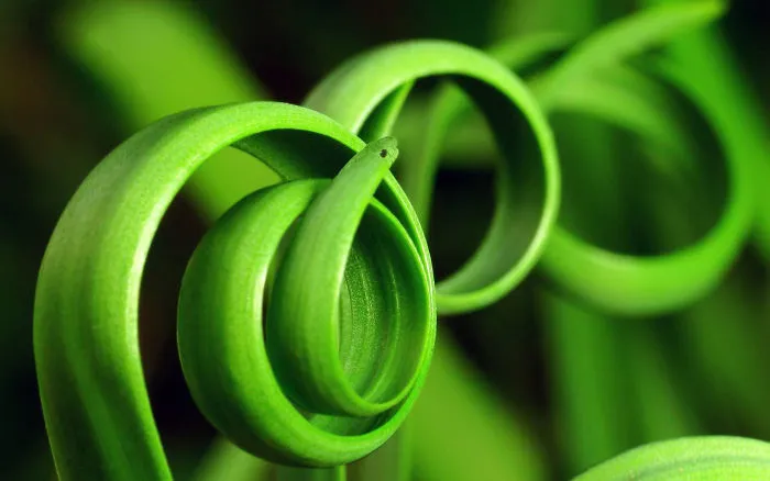 Photoshop Artists Combine Animals And Plants Into One Interesting Object